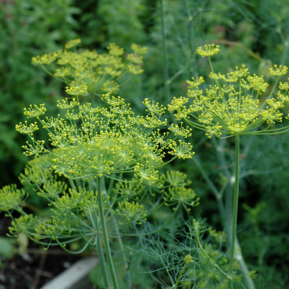 Seed- Dill