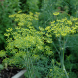 Organic Seed- Dill