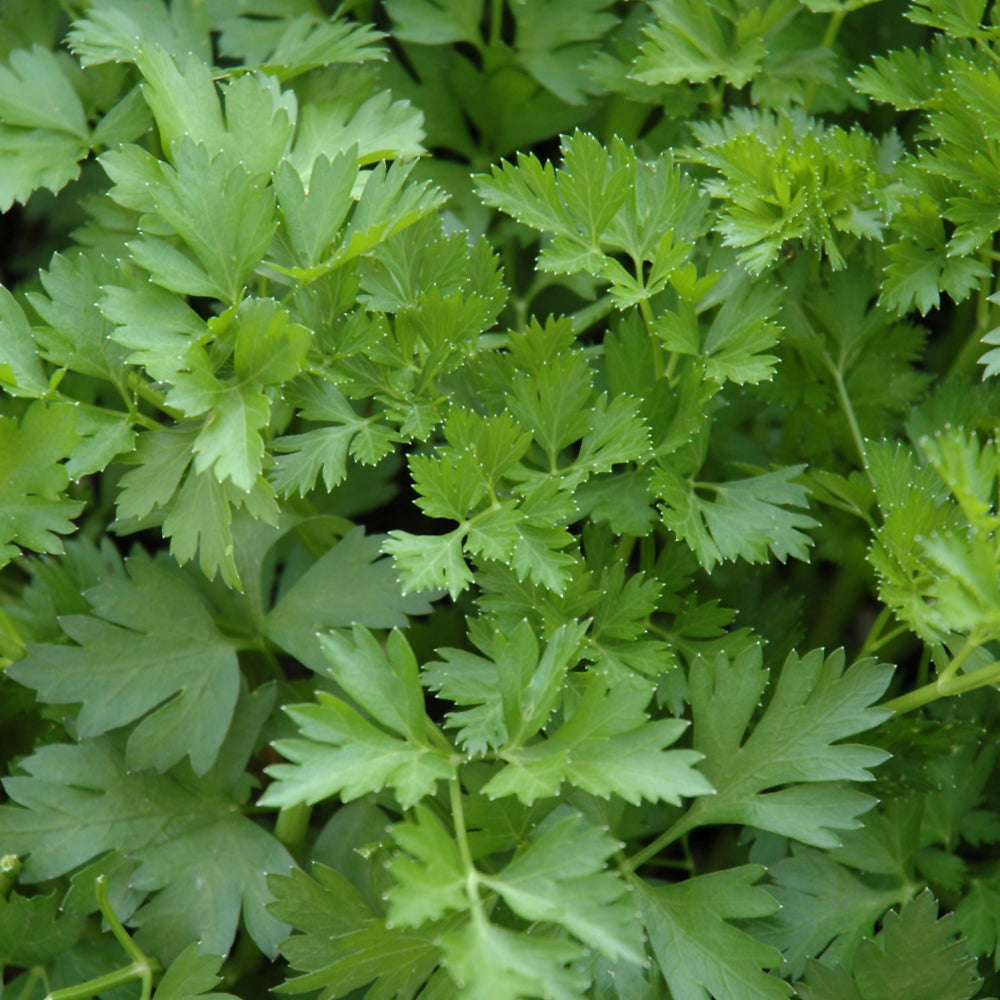 Seed- Parsley Plain Leaf Italian