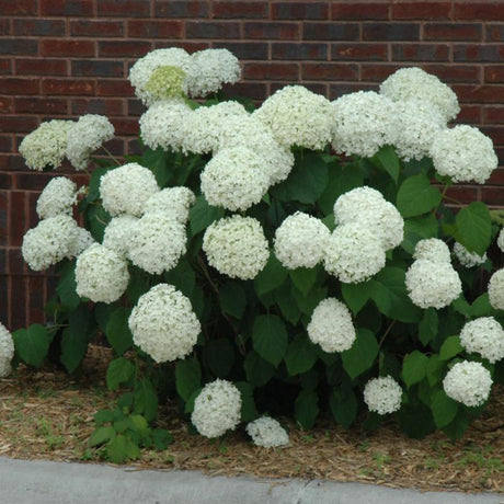 HYDRANGEA INCREDIBALL