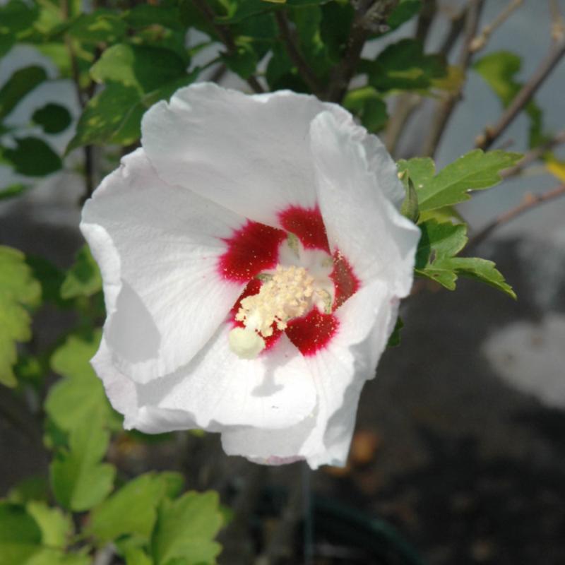 ROSE OF SHARON RED HEART