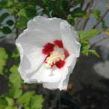 ROSE OF SHARON RED HEART