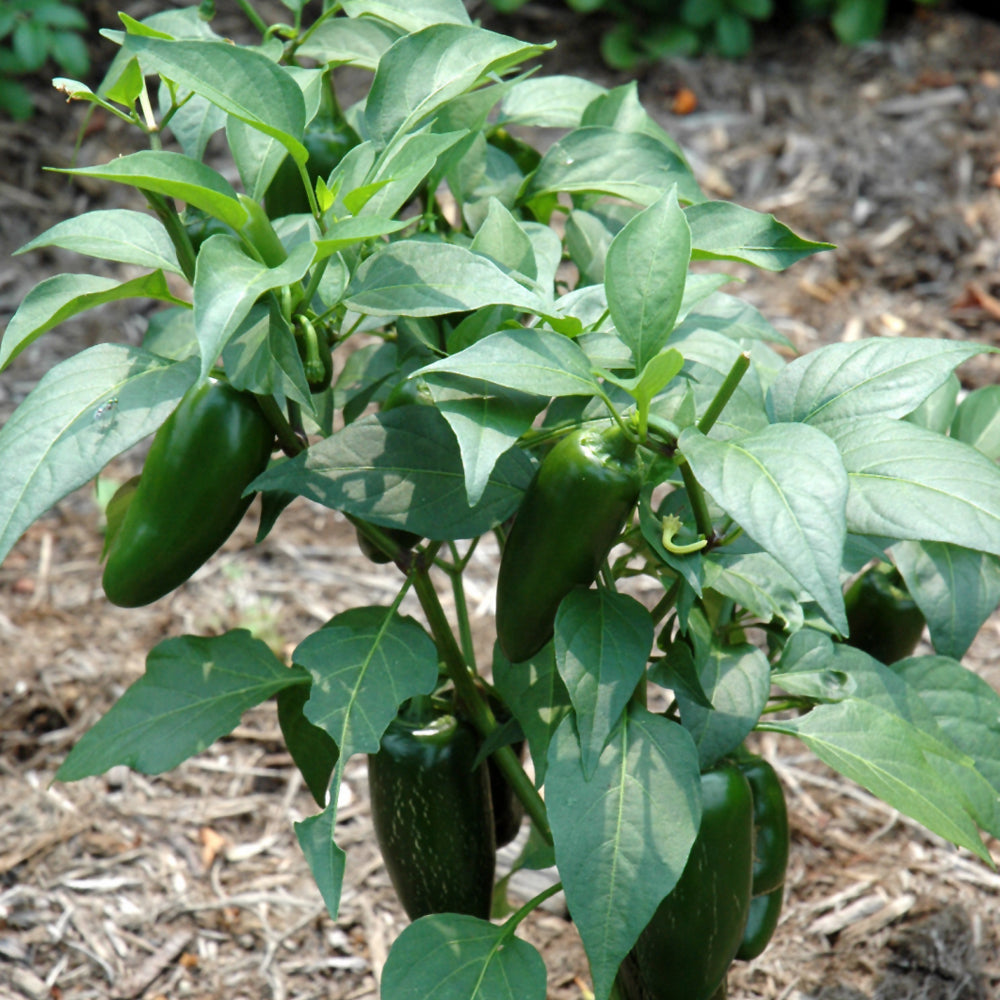 Organic Seed- Pepper Jalapeno