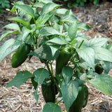 Organic Seed- Pepper Jalapeno