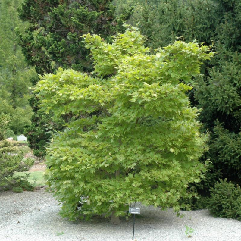 JAPANESE MAPLE AUTUMN MOON