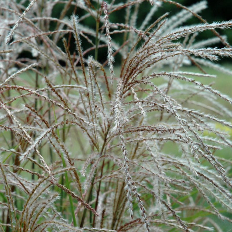 MISCANTHUS HURON SUNRISE