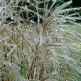 MISCANTHUS HURON SUNRISE