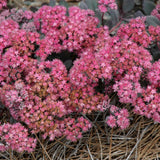 SEDUM DAZZLEBERRY