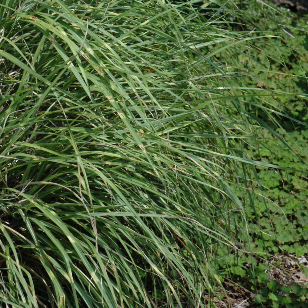 MISCANTHUS LITTLE ZEBRA