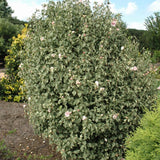 ROSE OF SHARON SUGAR TIP