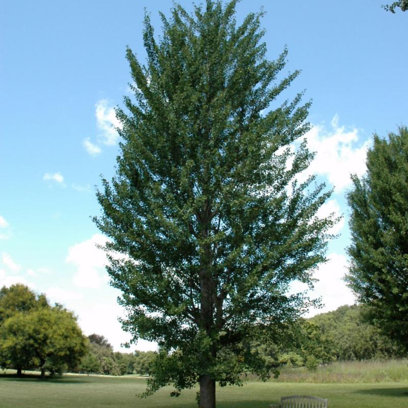 GINKGO PRINCETON SENTRY