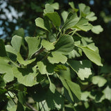 GINKGO PRINCETON SENTRY