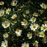 COREOPSIS STAR CLUSTER