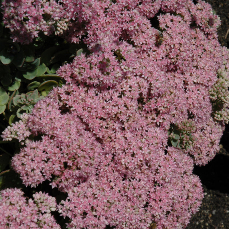 SEDUM LIME ZINGER