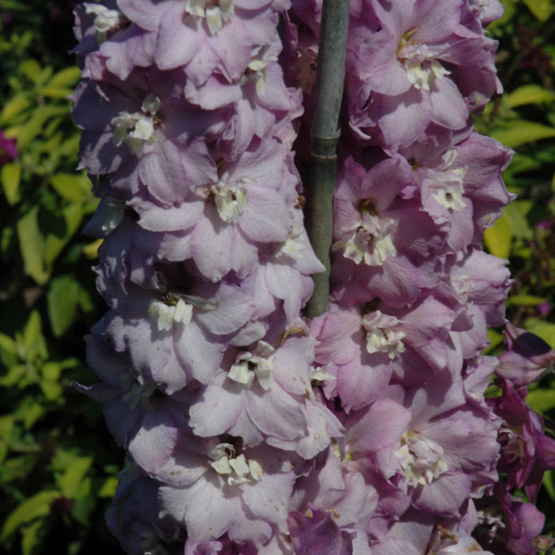 DELPHINIUM DWARF STARS