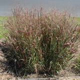 PANICUM PRAIRIE FIRE