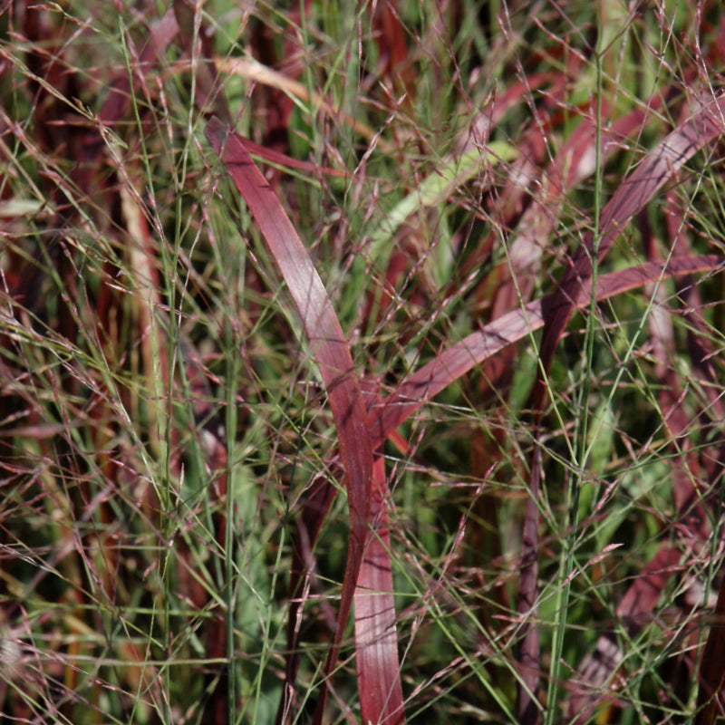 PANICUM PRAIRIE FIRE