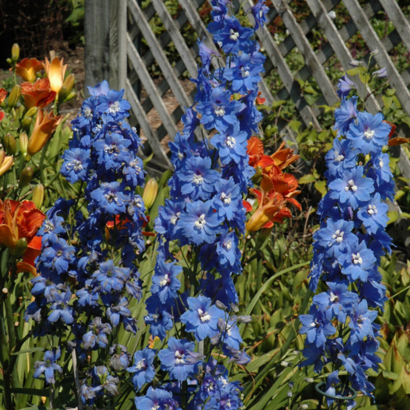 DELPHINIUM MILLENNIUM COBALT DREAMS