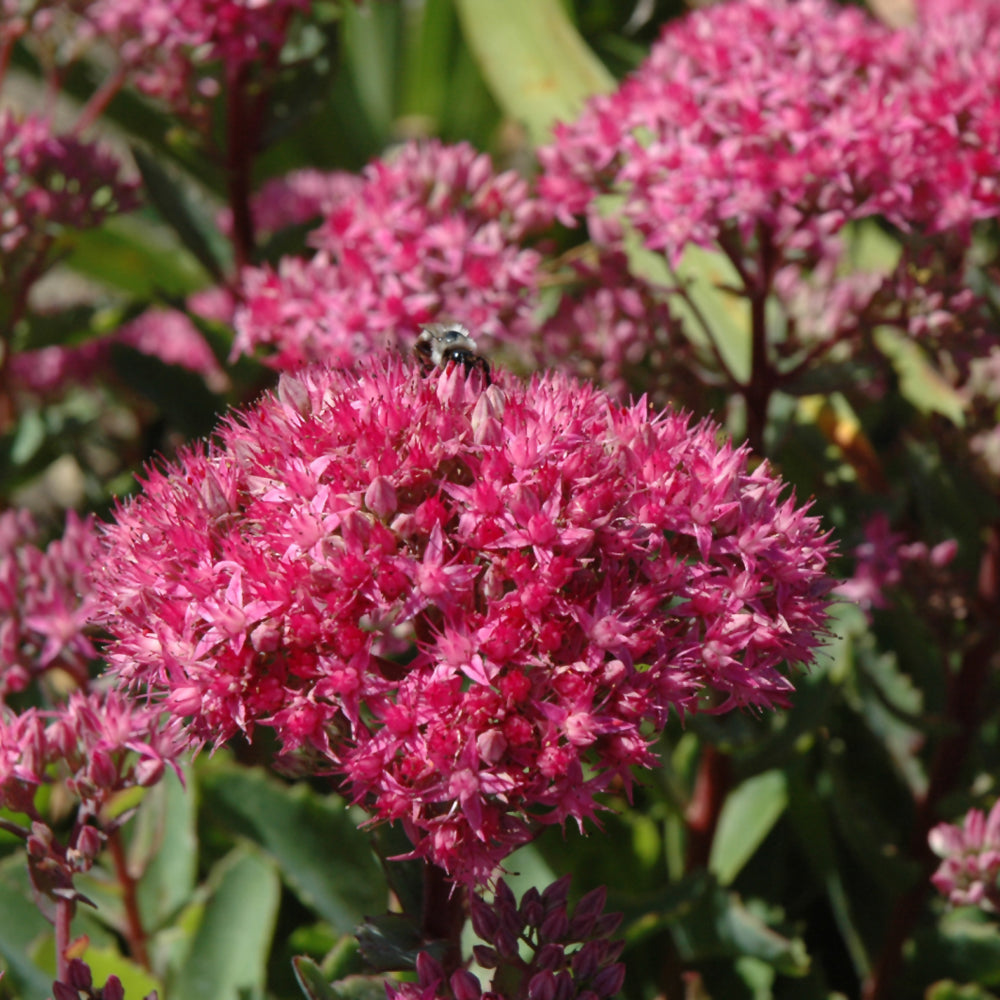 SEDUM CARL