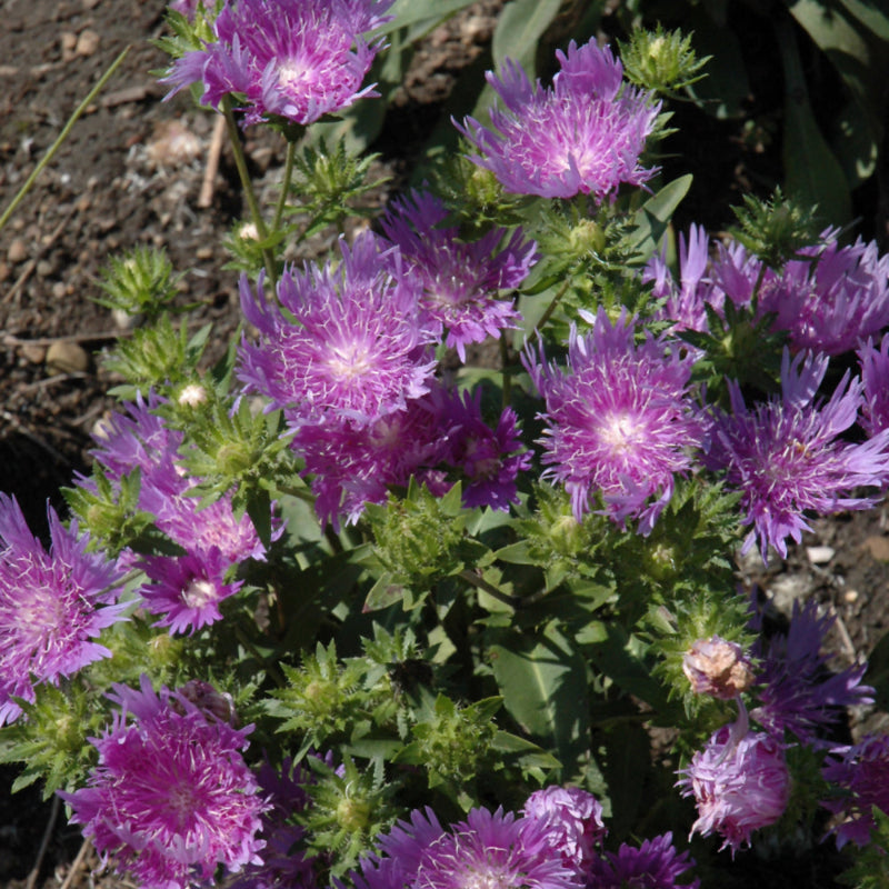 STOKESIA PEACHIES PICK