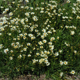 COREOPSIS STAR CLUSTER