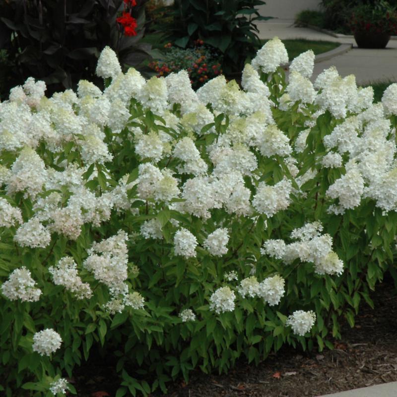 HYDRANGEA SWEET SUMMER