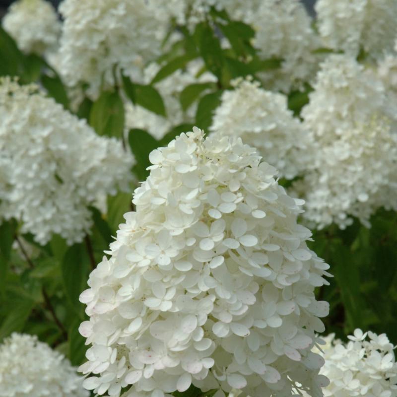 HYDRANGEA SWEET SUMMER