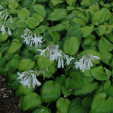 HOSTA GUACAMOLE