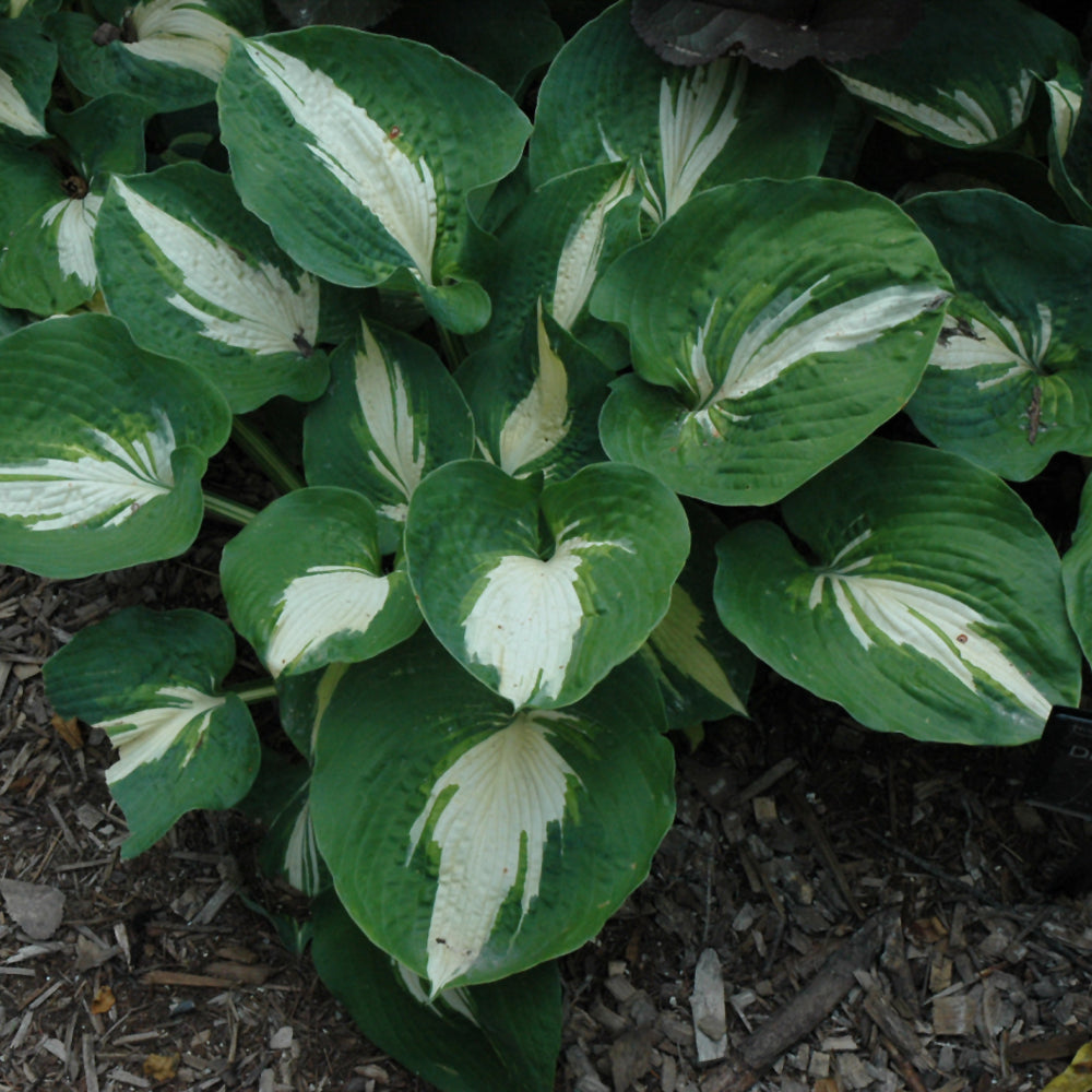 HOSTA DREAM QUEEN