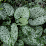 BRUNNERA SEA HEART