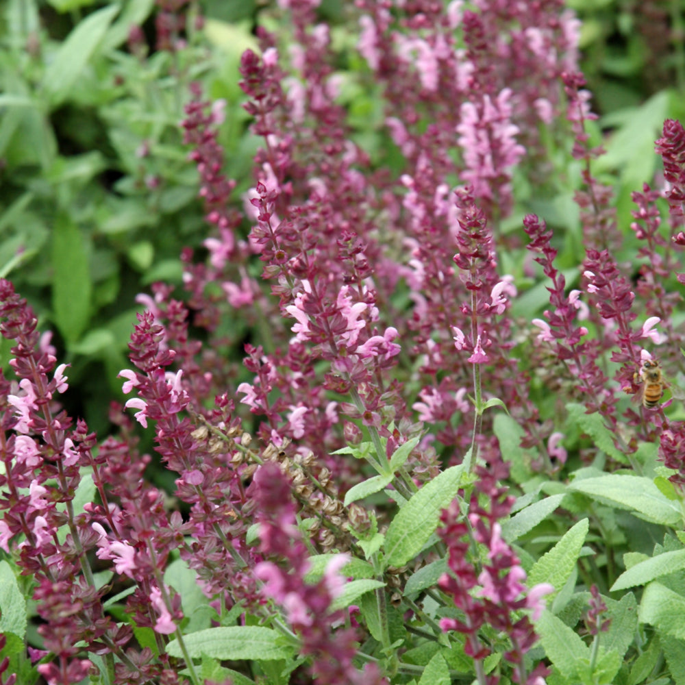 SALVIA SALLY JUMBO PINK