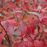 DOGWOOD RED OSIER