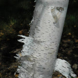 BIRCH PAPER