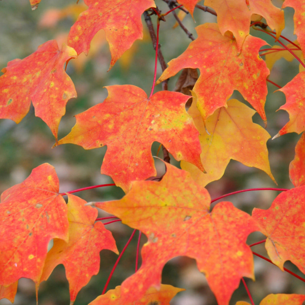 Seed- Sugar Maple