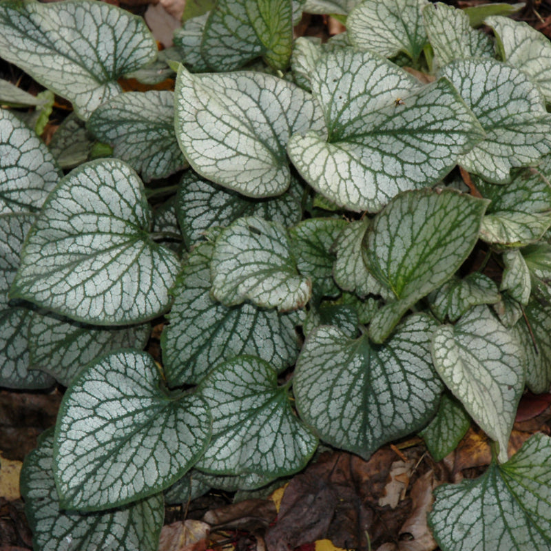 BRUNNERA JACK FROST