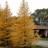 LARCH AMERICAN