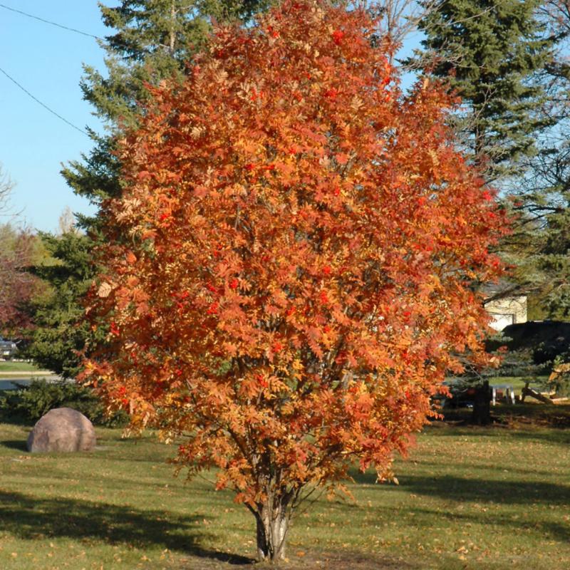 MOUNTAIN ASH CARDINAL ROYAL