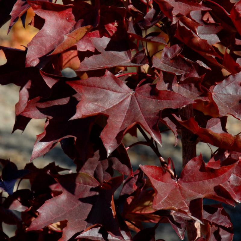 MAPLE CRIMSON SUNSET