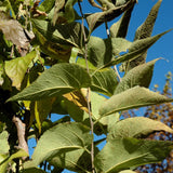 HACKBERRY PRAIRIE SENTINEL