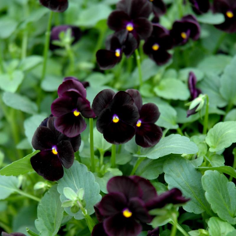 VIOLA SORBET BLACK DELIGHT