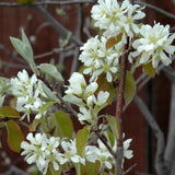 SASKATOON BERRY MARTIN