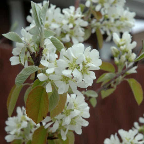 SERVICEBERRY OBELISK