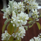 SERVICEBERRY STANDING OVATION