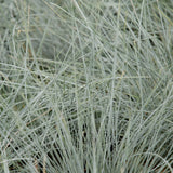 FESTUCA BEYOND BLUE