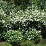 SPIREA SNOWMOUND