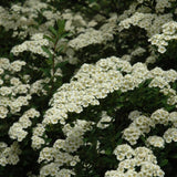 SPIREA SNOWMOUND