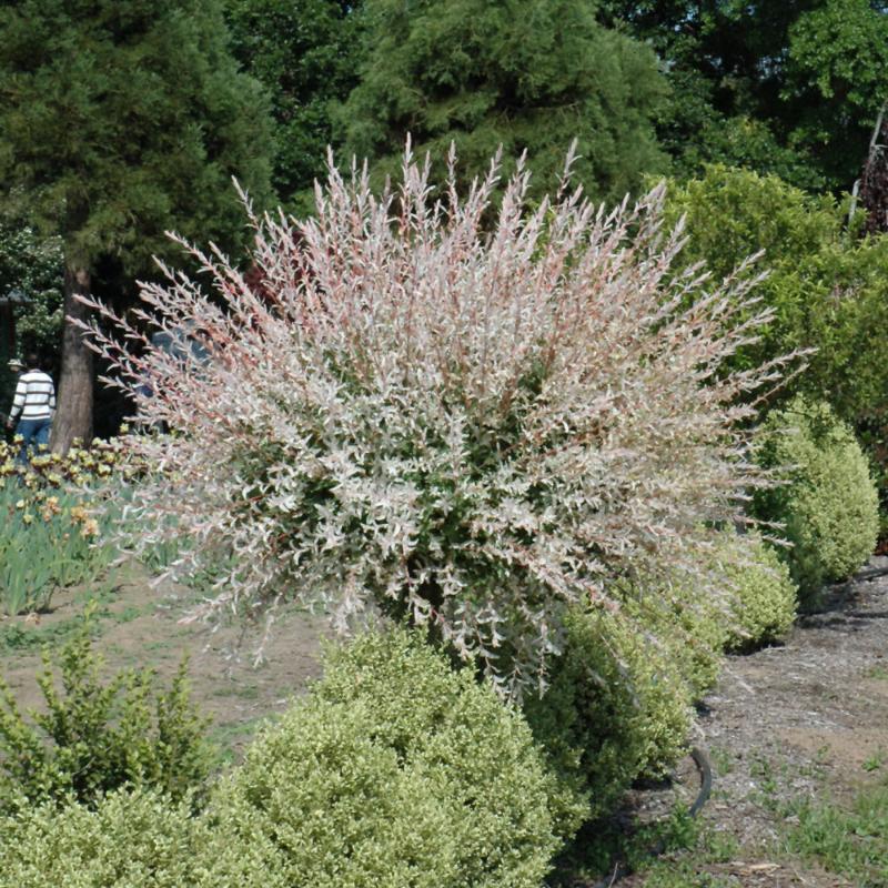 WILLOW DAPPLED STANDARD