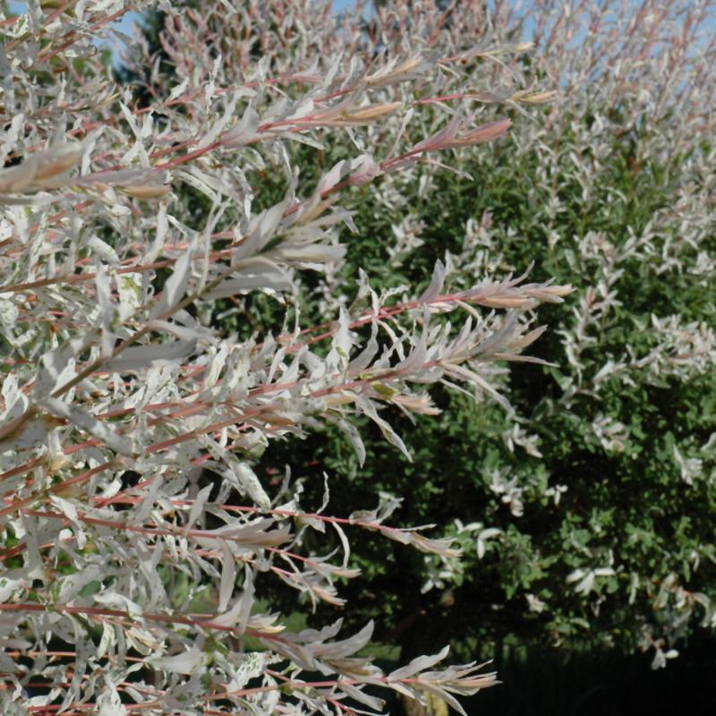 WILLOW DAPPLED STANDARD