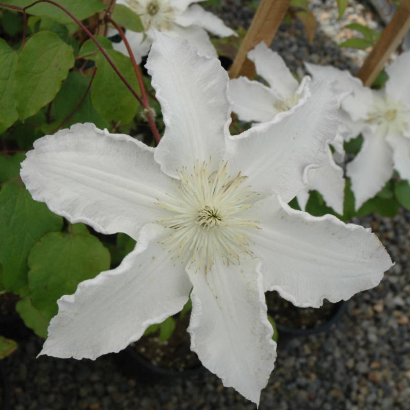 CLEMATIS GILLIAN BLADES