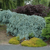 SPRUCE WEEPING BLUE THE BLUES